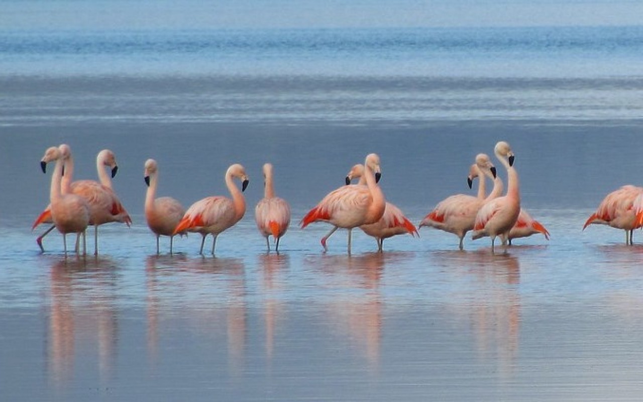 bahía de caulín