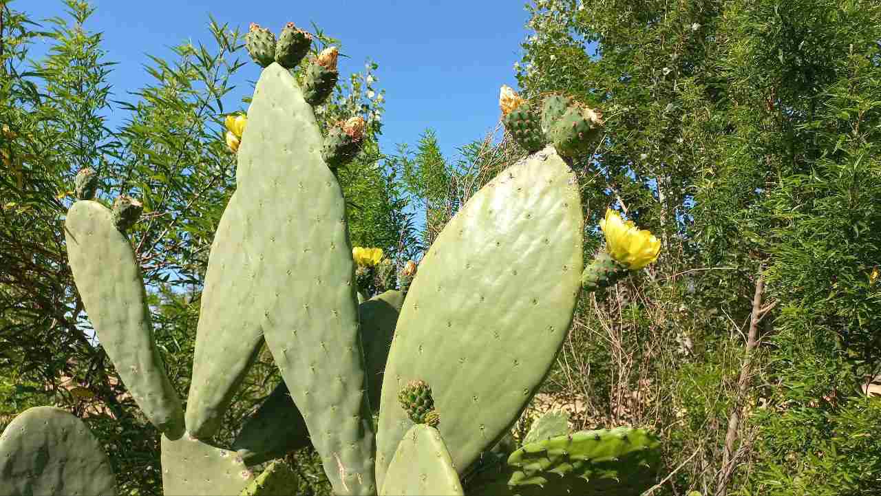 Ricas tunas